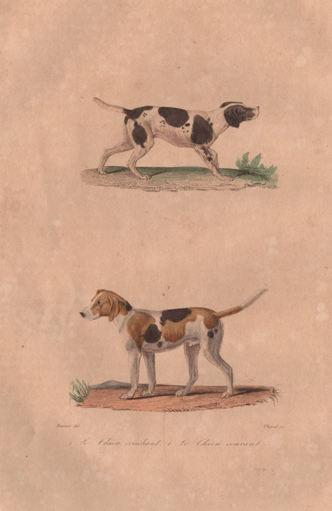 DOGS. Chien couchant (Sporting/gun dog); Chien Courant (Foxhound). BUFFON 1837
